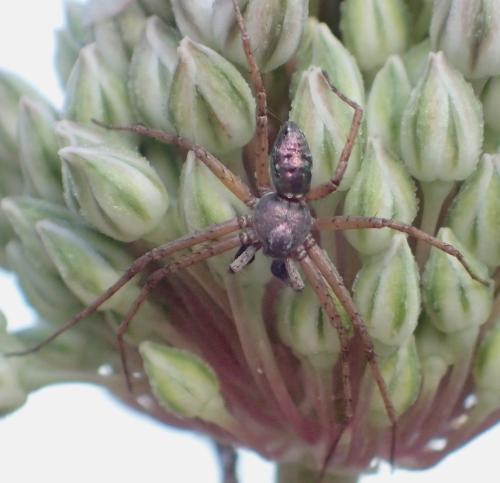 Philodromus sp.